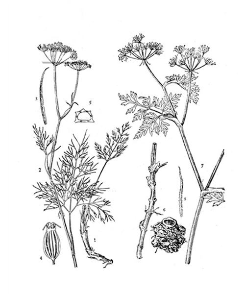 Natural compounds from  Ligusticum sinense cv. chuanxiong